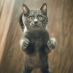 Amazing And Interesting Facts About Cats