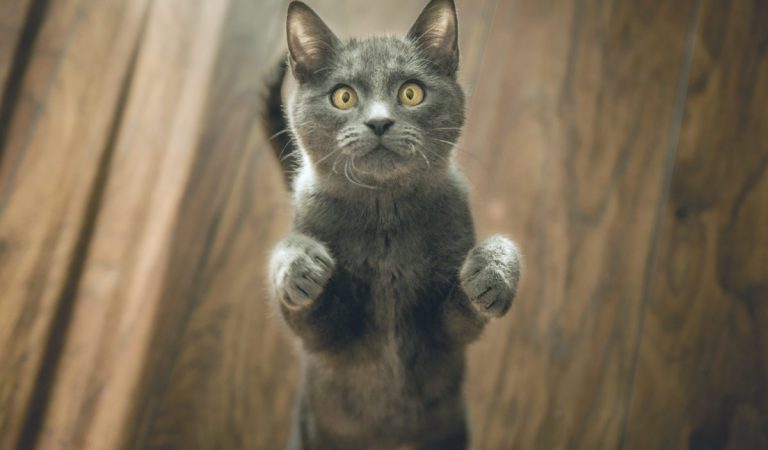 100 Amazing And Interesting Facts About Cats