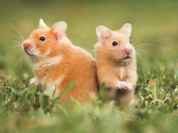 Facts about hamsters