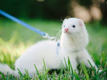 30 Cute and Fun Facts about Ferrets